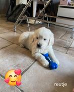 Golden retriever pups, Golden retriever, 8 tot 15 weken, Parvo, Meerdere