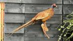 Opgezette vogel taxidermie mancave, Ophalen of Verzenden, Vogel, Opgezet dier