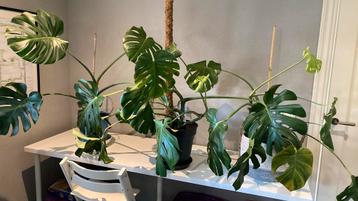 Monstera kamerplant 