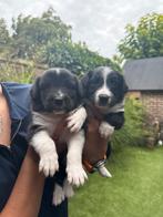 Australian shepherd puppys (nog 4 beschikbaar ), Dieren en Toebehoren, Overige rassen, CDV (hondenziekte), 8 tot 15 weken, Meerdere