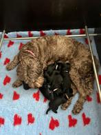Australian labradoodle ALF2 pups, Dieren en Toebehoren, Overige rassen, 8 tot 15 weken, Parvo, Meerdere