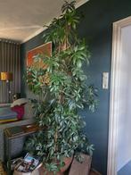 Philodendron kamerplant, Ophalen, Overige soorten, Minder dan 100 cm