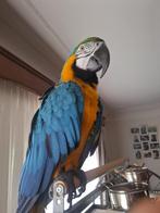 Tamme en broedrijpe blauwgele ara ( man ) !!!., Dieren en Toebehoren, Vogels | Parkieten en Papegaaien, Mannelijk, Papegaai, Tam