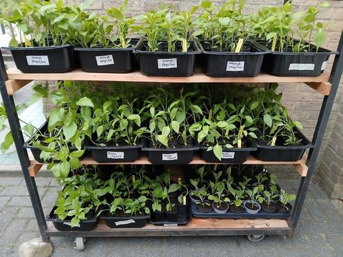 Diverse plantjes voor 50 cent per stuk!, Tuin en Terras, Planten | Tuinplanten, Eenjarig, Groenteplanten, Volle zon, Zomer, Ophalen