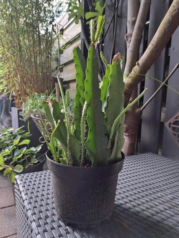 
2x Rode orchidee bladcactus beschikbaar voor biedingen