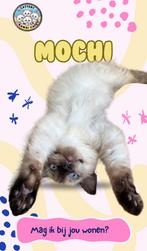 Liefste Ragdoll Kitten (seal point) poes met stamboom, Dieren en Toebehoren, Poes, Gechipt, 0 tot 2 jaar