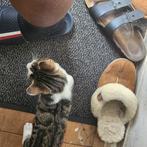 Kitten te koop. 23weken  oud. Kater en een poes., Dieren en Toebehoren, Katten en Kittens | Raskatten | Korthaar, Poes, 0 tot 2 jaar