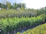Portugese laurier 80 cm pot gekweekt €8,95 prunus lusitanica, Ophalen of Verzenden, Laurier, Struik, Minder dan 100 cm