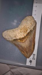 Megalodon Tand 11.7cm, Ophalen of Verzenden, Fossiel