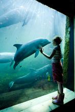 2 e tickets voor Dolfinarium Harderwijk, Twee personen
