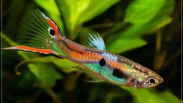 Volwassen Endler guppen , guppy’s beschikbaar voor biedingen