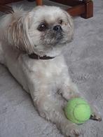Lieve Lhasa Apso te koop (6jr)., Dieren en Toebehoren, 6 jaar of ouder, Overige rassen, CDV (hondenziekte), Teef