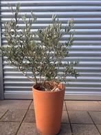 Olijf boom met pot, Tuin en Terras, Planten | Bomen, Overige soorten, 100 tot 250 cm, Zomer, Ophalen