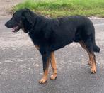 Beauceron, Dieren en Toebehoren, Honden | Herdershonden en Veedrijvers, België, Particulier, Reu, CDV (hondenziekte)