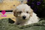 Tibetaanse terrier x labradoodle pups, medium., Dieren en Toebehoren, Honden | Chihuahua's en Gezelschapshonden, Nederland, Overige rassen