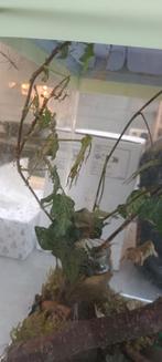 Wandelende takken, Dieren en Toebehoren, Overige Dieren, December, Meerdere dieren