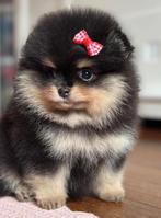 Pomeriaan puppy, Particulier, 8 tot 15 weken, Buitenland, Meerdere