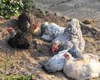 TE KOOP: 6 kippen + 15 kuikens, Meerdere dieren, Kip