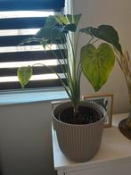 Gratis plant en pot, Ophalen, Overige soorten, Minder dan 100 cm