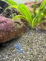 Te koop: florida kreeftjes, Dieren en Toebehoren, Kreeft, Krab of Garnaal