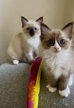 Ragdoll Kittens (met stamboom), Dieren en Toebehoren, Katten en Kittens | Raskatten | Langhaar, Meerdere dieren, Gechipt, 0 tot 2 jaar