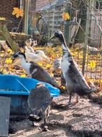 Mooie jonge Indische loopeend woerden van 2025, Dieren en Toebehoren, Meerdere dieren, Eend