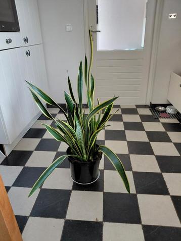 Grote Sanseveria  beschikbaar voor biedingen