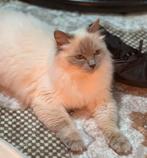Ragdoll kat, Dieren en Toebehoren, Katten en Kittens | Raskatten | Langhaar, Poes, Ontwormd