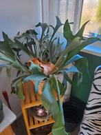 Grote herstshoorn, Ophalen, Halfschaduw, Minder dan 100 cm