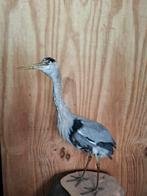 Opgezette reiger   taxidermie, Verzamelen, Ophalen of Verzenden, Vogel, Opgezet dier