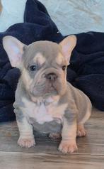 Franse bulldog puppys nog 1 reutje, 15 weken tot 1 jaar, Reu, Bulldog, Eén hond