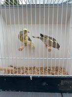 koppel bonte groenlingen, Dieren en Toebehoren, Meerdere dieren