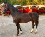 Tuigpaard merrie, Dieren en Toebehoren, Merrie, 3 tot 6 jaar, Gechipt, 160 tot 165 cm