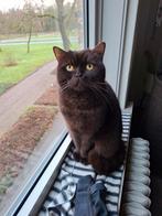 Kattenoppas gezocht, Ophalen of Verzenden, Nieuw