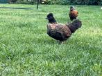 Gratis: jonge kriel haantjes, Dieren en Toebehoren, Pluimvee, Mannelijk, Kip
