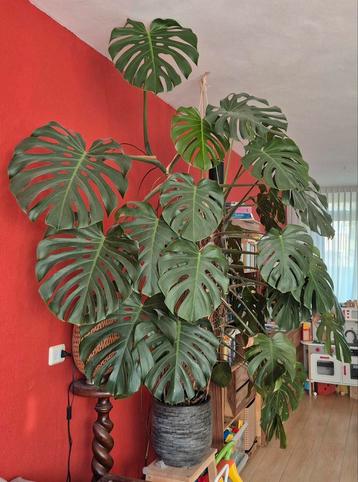 Grote Monstera Deliciosa inclusief pot beschikbaar voor biedingen