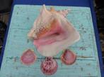 SCHELP STROMBUS GIGAS  PRACHTIG  ROSE VAN BINNEN., Ophalen of Verzenden