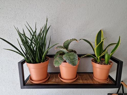 Sanseverias, Huis en Inrichting, Kamerplanten, Overige soorten, Minder dan 100 cm, Ophalen