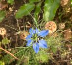 Zaden Nigella Juffertje-in-t-Groen, Ophalen of Verzenden, Voorjaar, Volle zon, Zaad