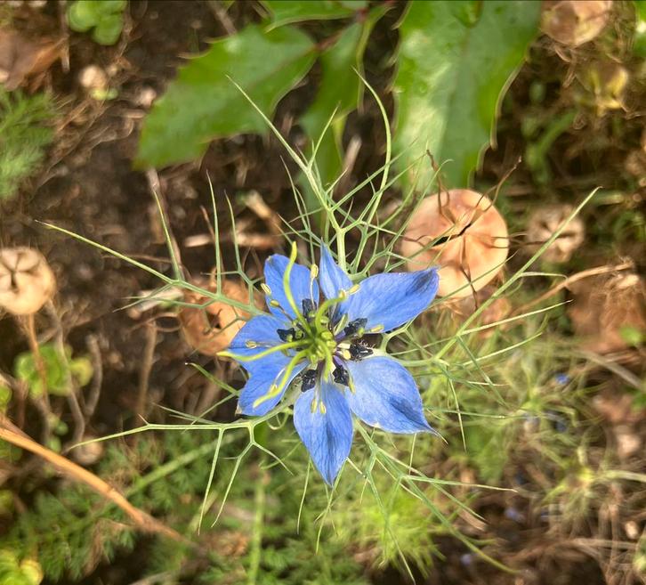 Zaden Nigella Juffertje-in-t-Groen, Tuin en Terras, Bloembollen en Zaden, Zaad, Voorjaar, Volle zon, Ophalen of Verzenden