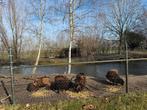 schapen (reeds gereserveerd), Meerdere dieren, Schaap, 3 tot 5 jaar