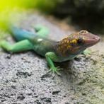 Anolis marmoratus koppel, Dieren en Toebehoren, Slang, 0 tot 2 jaar