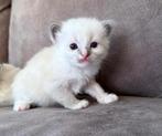Nog twee prachtige ragdoll kittens te koop, Kater, Ontwormd