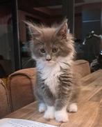 Maine coon kittens, Dieren en Toebehoren, Katten en Kittens | Raskatten | Langhaar, Meerdere dieren, Gechipt, 0 tot 2 jaar