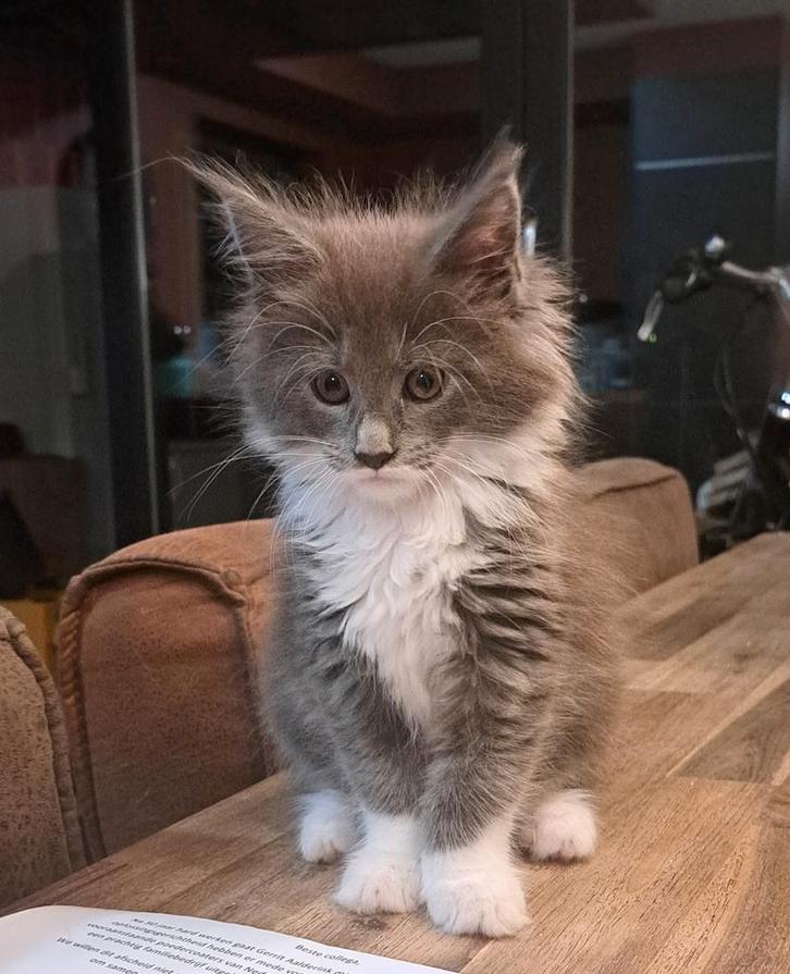 Maine coon kittens, Dieren en Toebehoren, Katten en Kittens | Raskatten | Langhaar, Meerdere dieren, 0 tot 2 jaar, Gechipt, Ontwormd