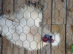 Kriel haantje, Dieren en Toebehoren, Pluimvee, Mannelijk, Kip