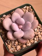 Pachyphytum Oviferum Pink - 7cm Pot, Verzenden, Halfschaduw, Minder dan 100 cm