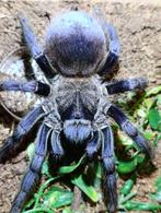 Vogelspin Caribena , poecilotheria , avicularia brachypelma, Dieren en Toebehoren, Insecten en Spinnen, Spin of Schorpioen