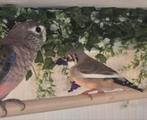 Diverse vogels, Dieren en Toebehoren, Vogels | Overige Vogels, Meerdere dieren