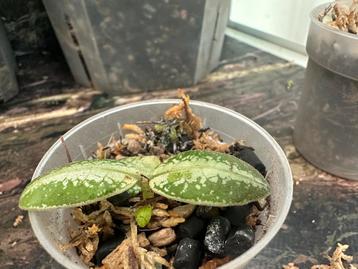 Argostemma sp Dots beschikbaar voor biedingen